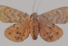 Discovery of new moth genus in Kerala’s Idukki highlights Western Ghats’ hidden biodiversity