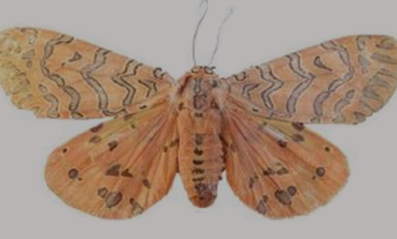 Discovery of new moth genus in Kerala’s Idukki highlights Western Ghats’ hidden biodiversity