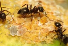 How ants cope with disease outbreaks