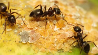 How ants cope with disease outbreaks