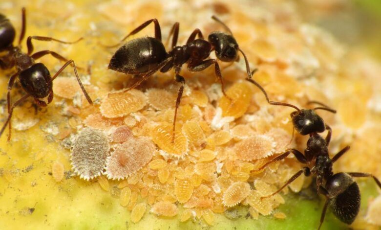 How ants cope with disease outbreaks