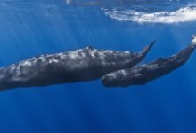 Sperm whale ‘clicks’ have complex patterns similar to human speech