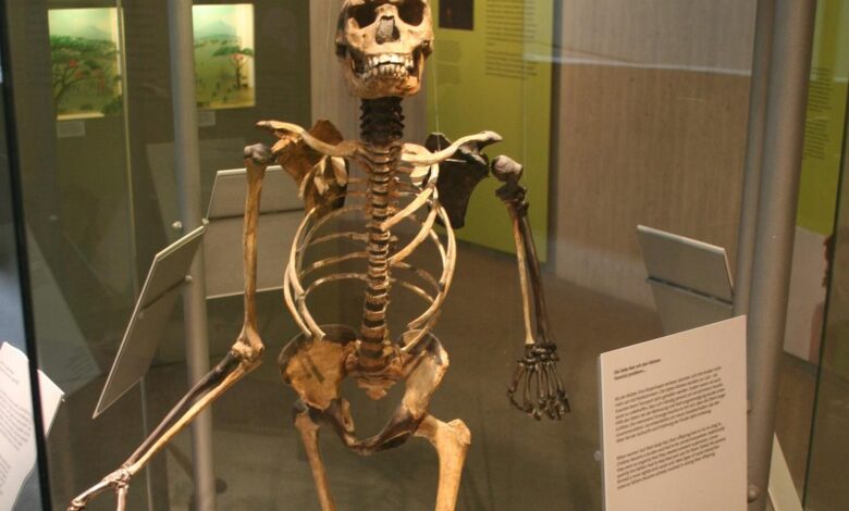 Homo erectus fossil yields secrets long thought to be beyond genetics
