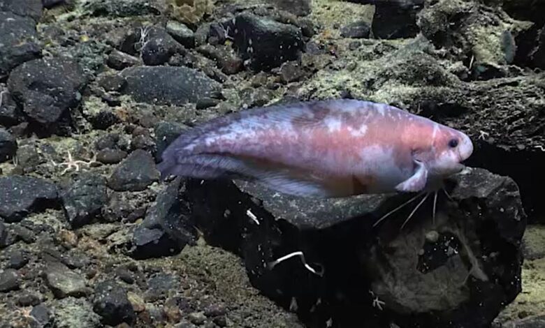 Daily Quiz: On World Oceans Day